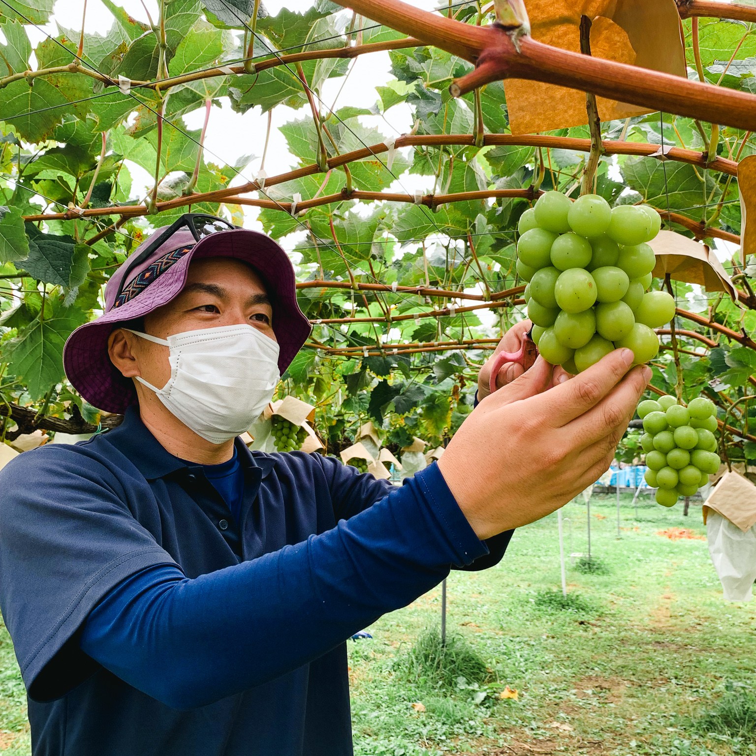 小野りんご園 小野雄介さん