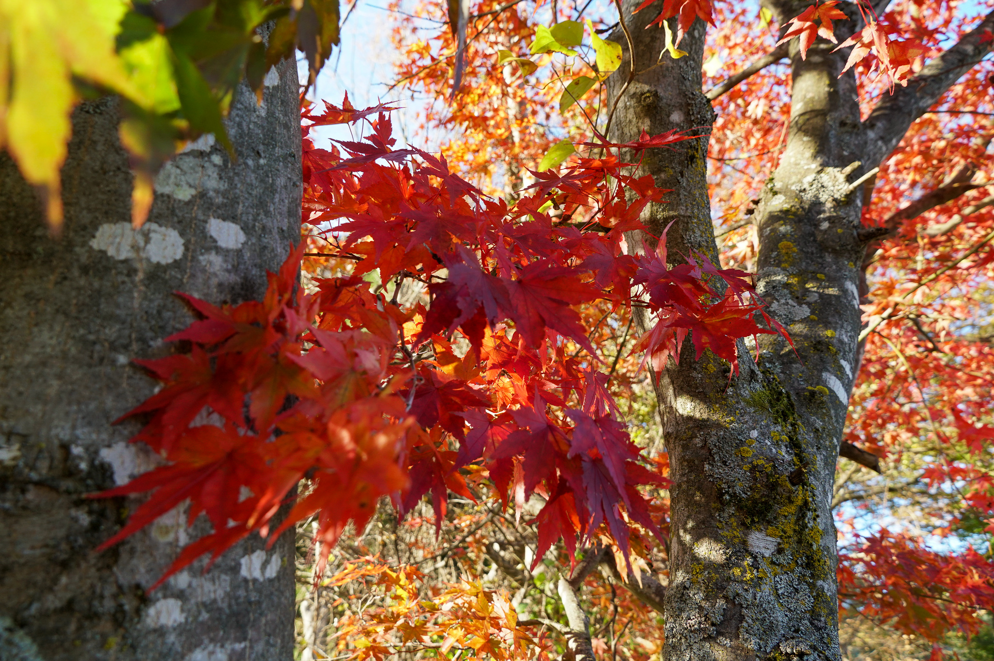 中野市のふるさと遊歩道のモミジ